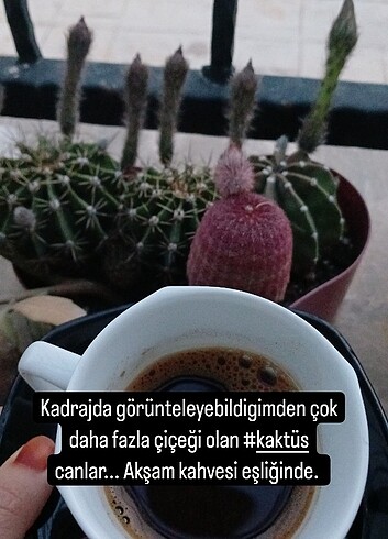 1 adet kaktüs Gönderilecek