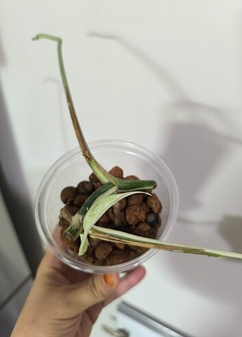 Monstera Albo Borsigiana