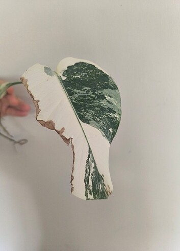 Beden Monstera Albo Borsigiana Köklü Sürgünlüüüü Çelik