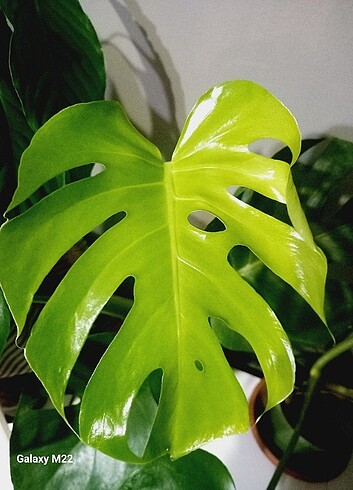 Monstera deve tabanı 
