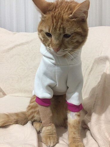  Beden Özel tasarım kedi sweatshirt hoodie köpek kıyafeti