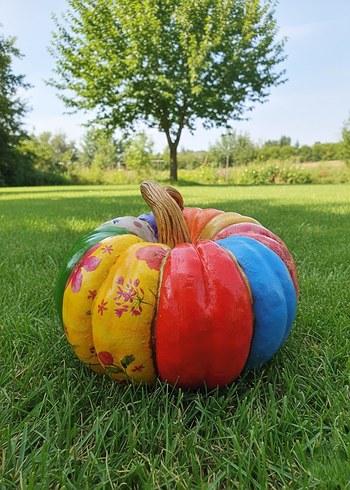 Dev Gökkuşağı  Balkabağı - Görsel 4