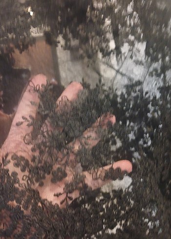 Dantel Detaylı Siyah Pelerin - Görsel 2