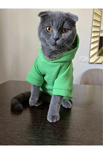 Kedi kıyafeti