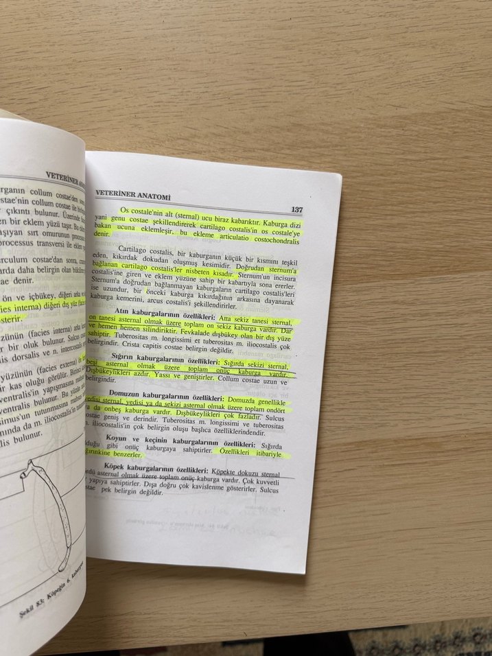 Veteriner Anatomi I - Prof. Dr. Nejdet Dursun - Görsel 5