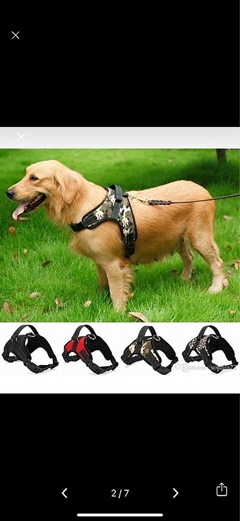  Köpek göğüs tasması