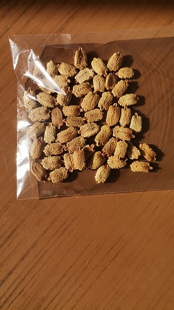 Beden Kudret narı