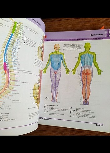 İnsan anatomisi 