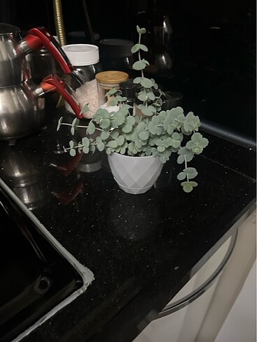 Beden yeşil Renk Sedum sibopdi