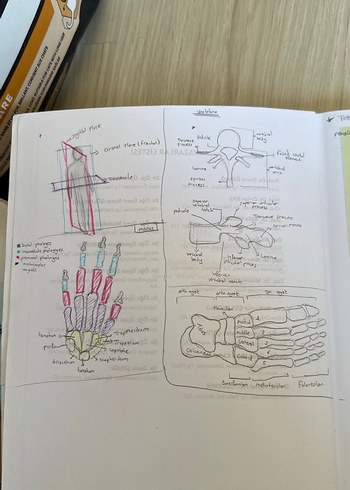  Beden Renk İnsan Anatomisi Kitabı - Prof. Dr. Davut Özbağ