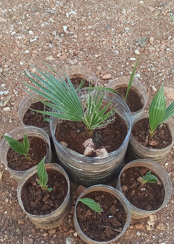 Palmiye 2 yaş - Görsel 3