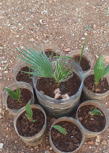 Palmiye 2 yaş - Görsel 2