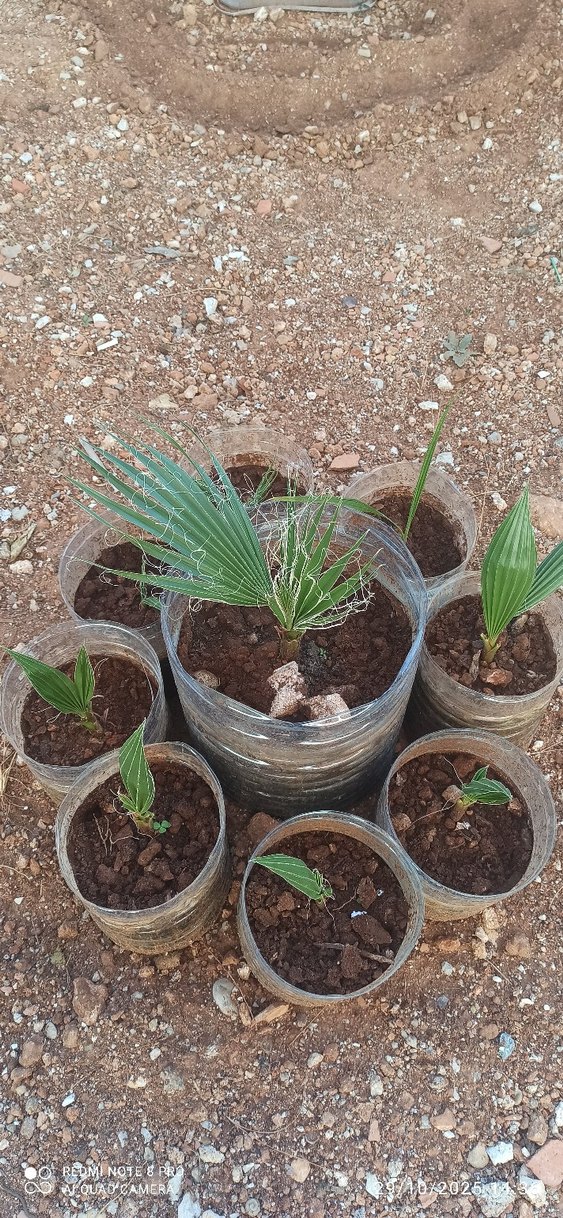 Palmiye 2 yaş - Görsel 3