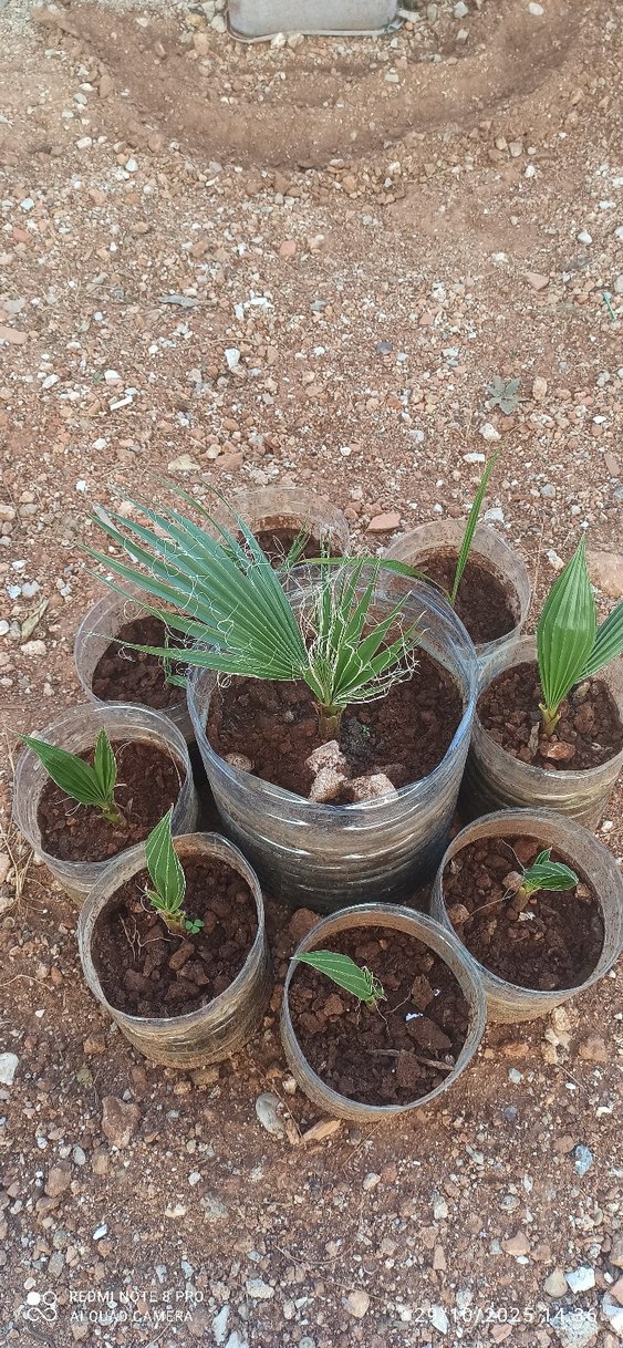 Palmiye 2 yaş - Görsel 2