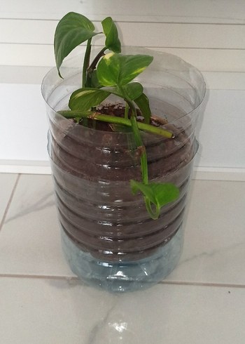 Pothos Salon Sarmaşığı - Görsel 2