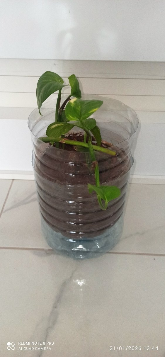 Pothos Salon Sarmaşığı - Görsel 2