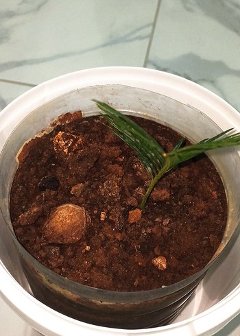 Sagu Sikas Palmiye - Görsel 2