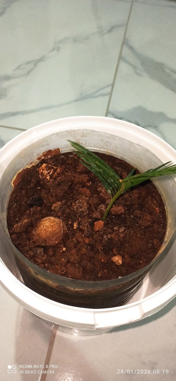 Sagu Sikas Palmiye - Görsel 2