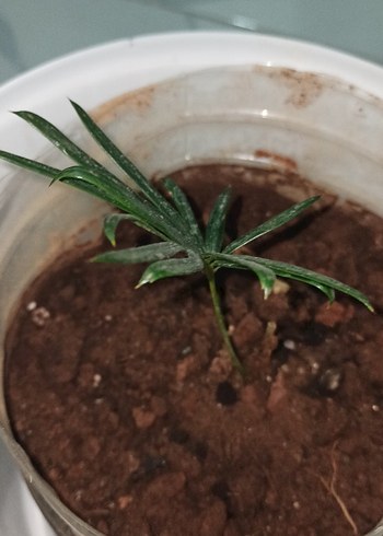 Sagu Sikas Palmiyesi - Görsel 2