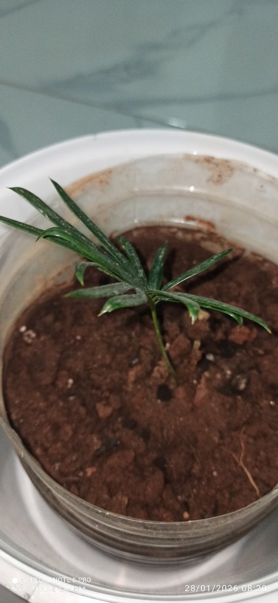 Sagu Sikas Palmiyesi - Görsel 2