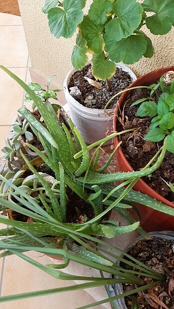 Beden yeşil Renk Skulent kökleri