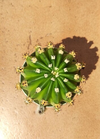 Kaktüs Echinopsis Oxygona Kaynana Topuzu