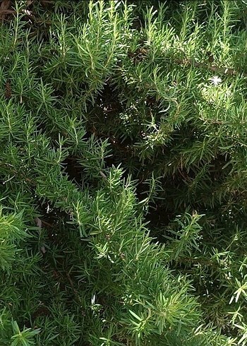 Taze biberiye - Görsel 4