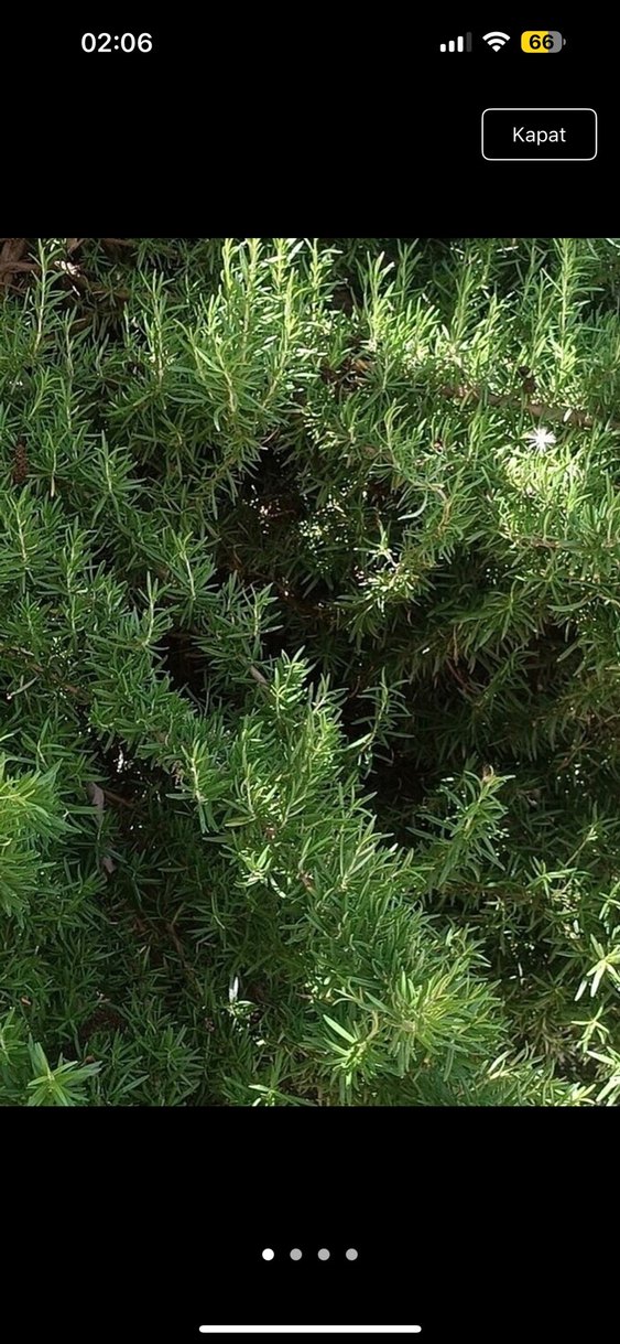 Taze biberiye - Görsel 4