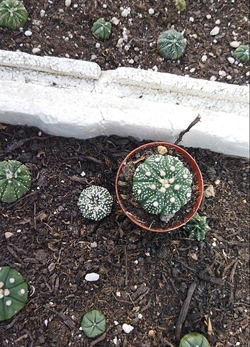 Astrophytum asterias 