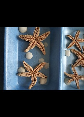 Gerçek deniz yıldızları - Görsel 2