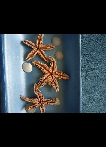 Gerçek deniz yıldızları - Görsel 3