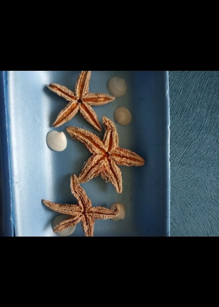 Gerçek deniz yıldızları - Görsel 3