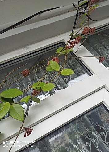 Diğer Hoya cornosa-mum çiçeği