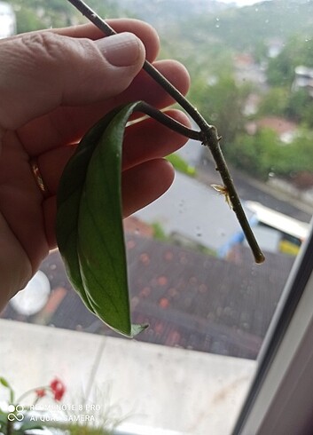 Beden Hoya cornosa-mum çiçeği