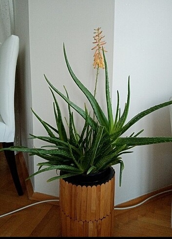 Canlı Aloe Vera çiçeği