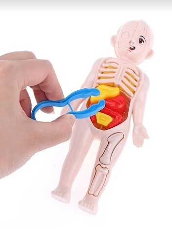 İnsan anatomisi organ bulmaca bul tak 