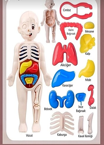 Diğer İnsan anatomisi organ bulmaca bul tak