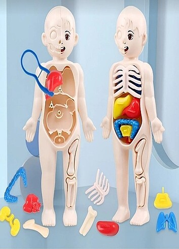 Beden İnsan anatomisi organ bulmaca bul tak