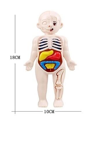 Beden Renk İnsan anatomisi organ bulmaca bul tak