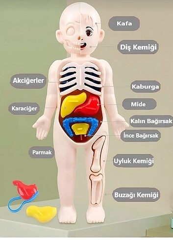 Beden Renk İnsan vücudu anatomisi organ bulmaca bul tak