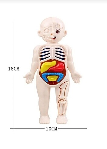 Diğer İnsan vücudu anatomisi organ bulmaca bul tak