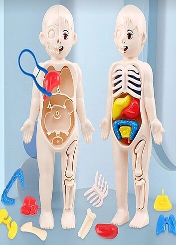  Beden İnsan vücudu anatomisi organ bulmaca bul tak
