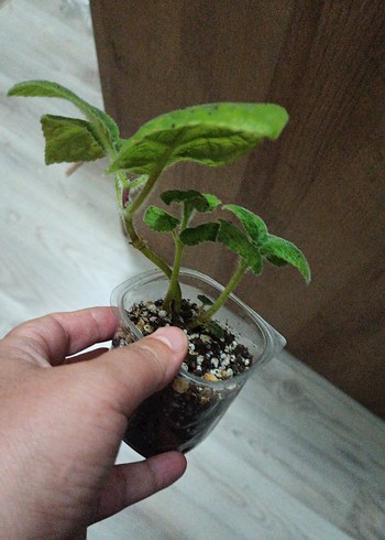 Beden Kırmızı Canlı Renkli siningia wls 903-03