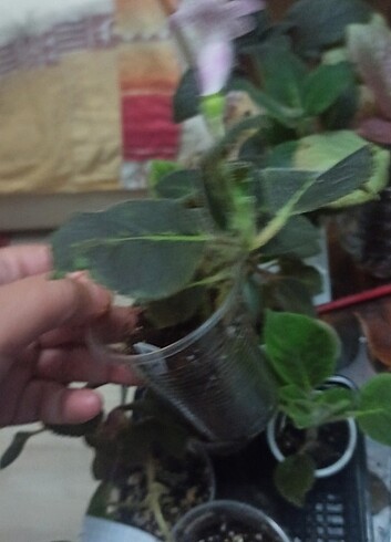Kohleria fideleri 