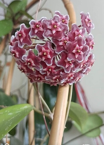  Beden Hoya pubicalyx
