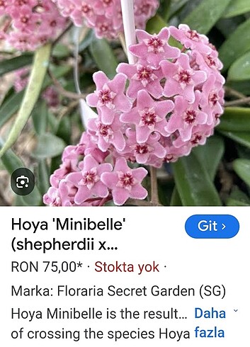 Hoya minibele