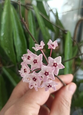 Mini bella