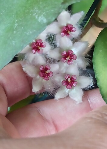 Hoya caudata