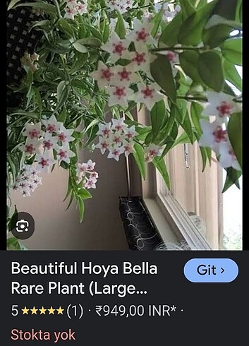 Hoya bella 