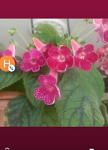 Kohleria fideleri 